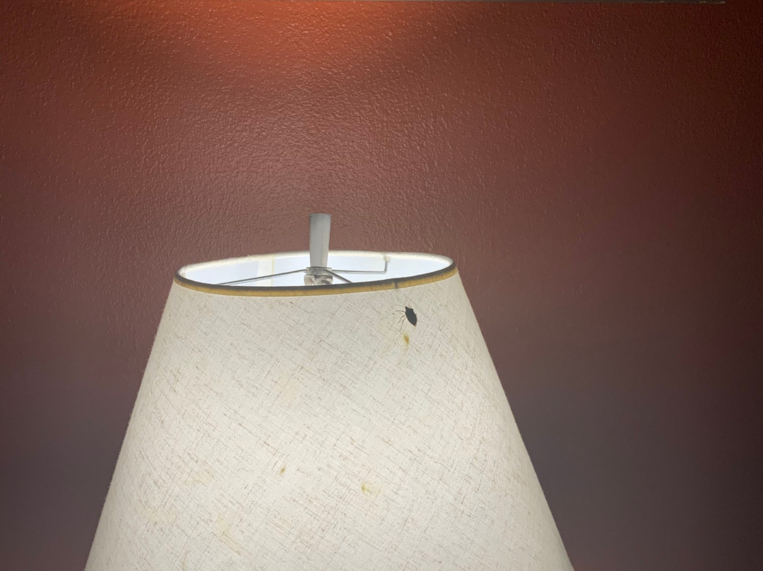 Travelodge by Wyndham Jackson主图