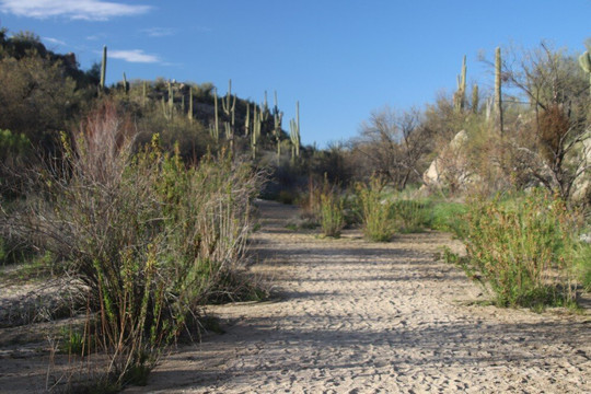Honeybee Canyon Park-Oro Valley必去景点