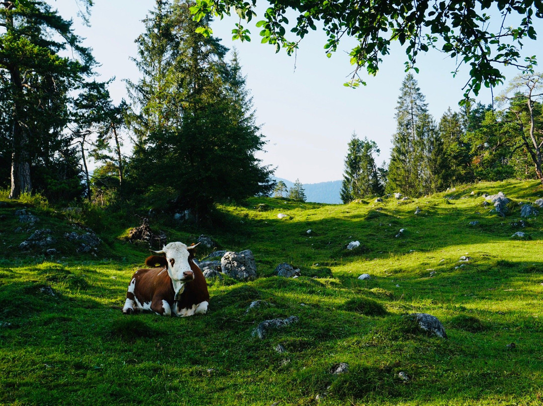 Landhotel & BergGasthof Panorama主图
