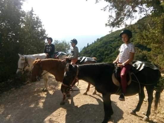 Island Horses-Paleokastritsa必去景点