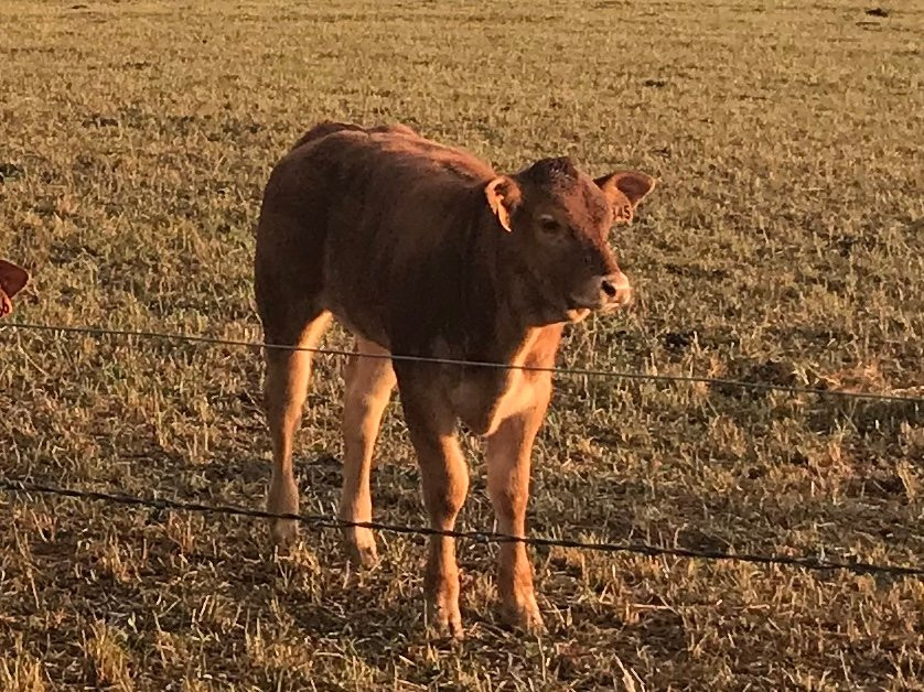 B&B Fleur de Lys Bleue主图