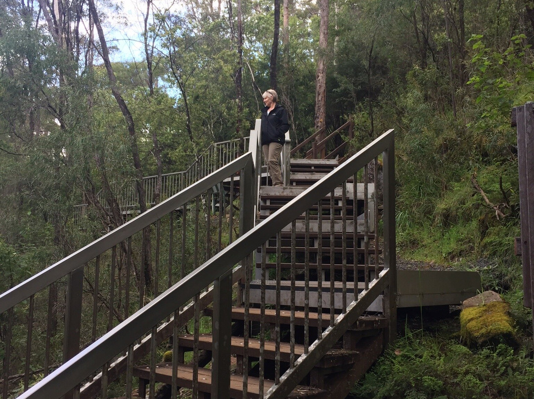 Beedelup National Park-彭伯顿必去景点