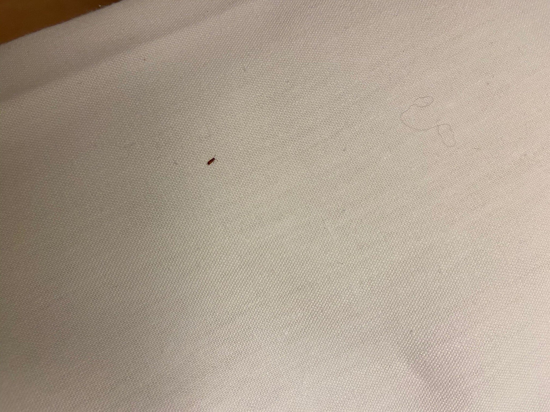 宜必思快捷吉罗纳布拉瓦海岸酒店主图