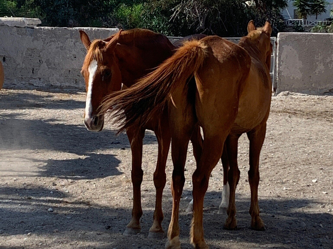 Essence Tours Santorini-圣托里尼必去景点