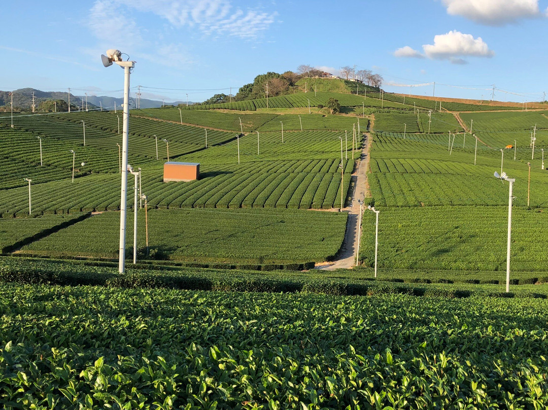 Yame Chuo Tea Garden-八女市必去景点