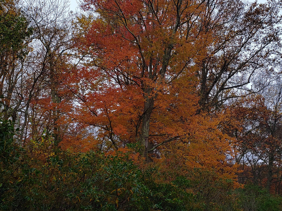Connecticut College Arboretum-新伦敦必去景点