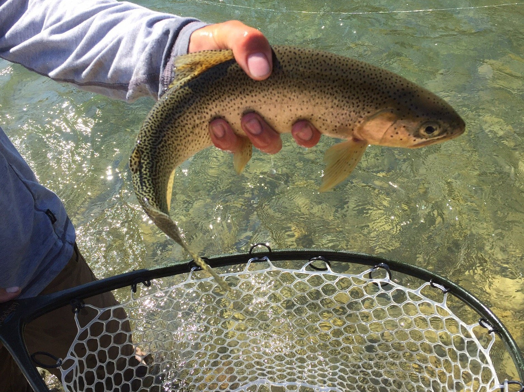 Fernie Wilderness Day Adventures-弗尼必去景点