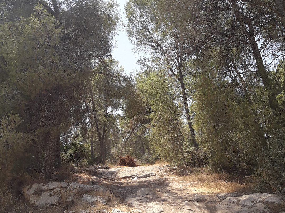 Ben Shemen Forest-Modiin必去景点