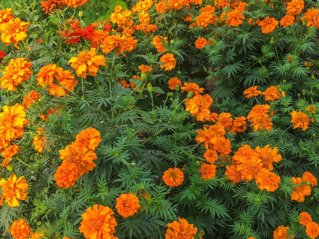Candi Petirtaan Sumberbeji-Jombang必去景点