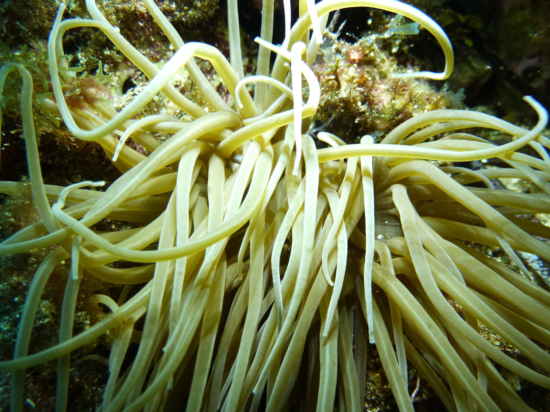 S'Algar Diving-Sant Lluis必去景点