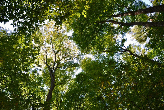 Peter's Wood Provincial Nature Reserve Trail-Castleton必去景点