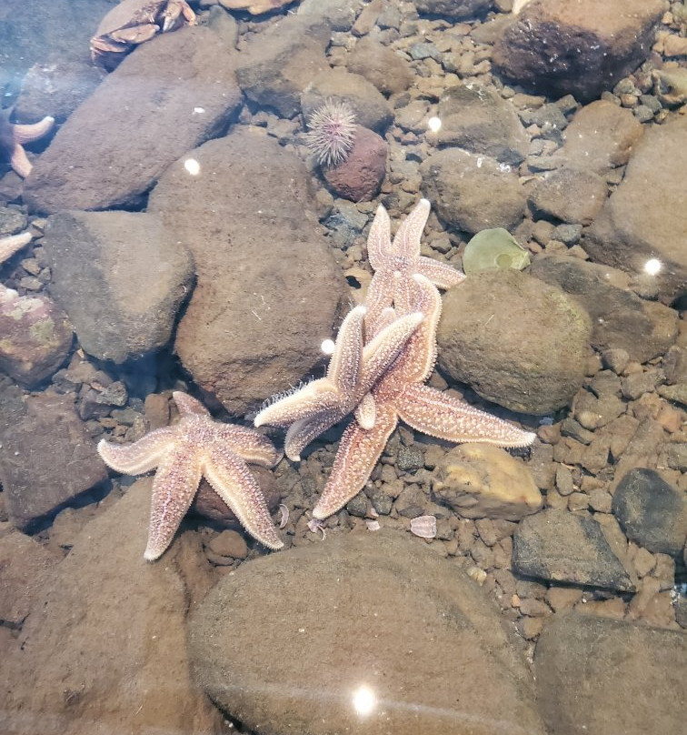 Huntsman Fundy Discovery Aquarium-Saint Andrews必去景点