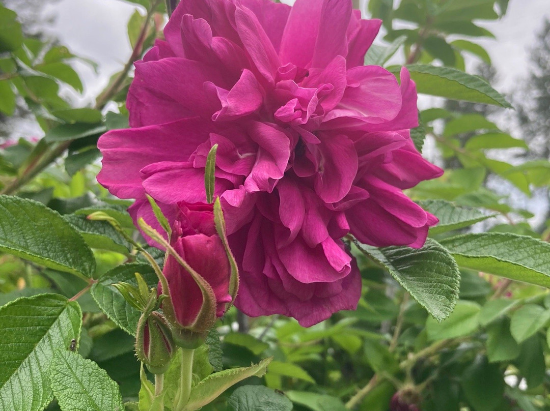 Rose Cottage Bed & Breakfast主图