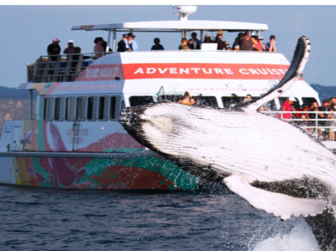 WhaleWatcher.com.au景点图片