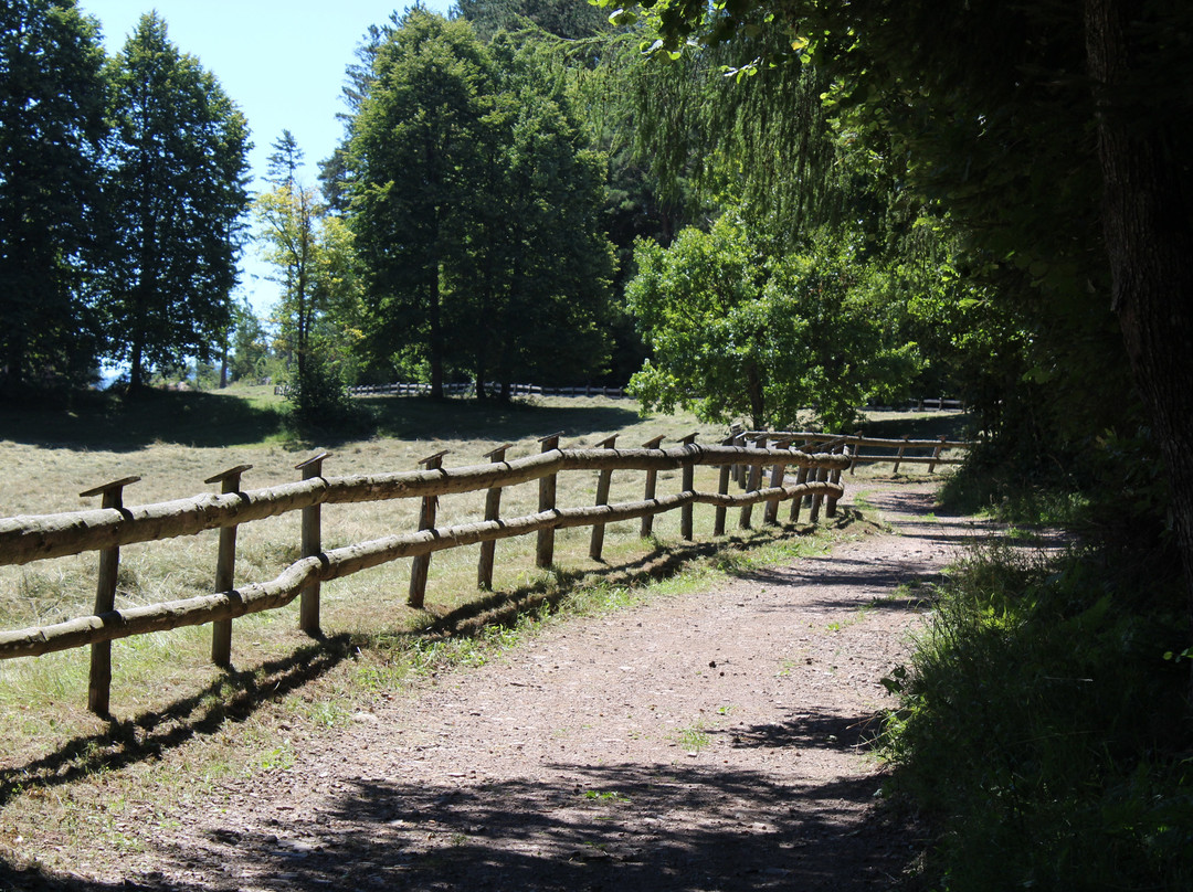 Sentiero degli Gnomi - Pineta Albere-Tenna必去景点