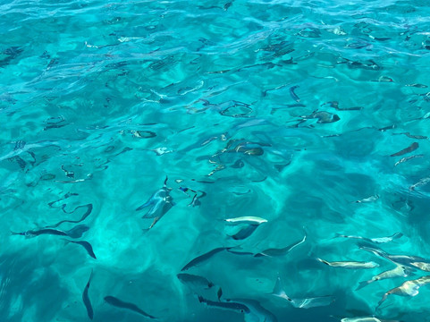 Seashore Boats Mallorca-圣庞沙必去景点