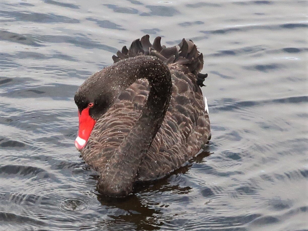 Big Swamp Walk-班伯利必去景点