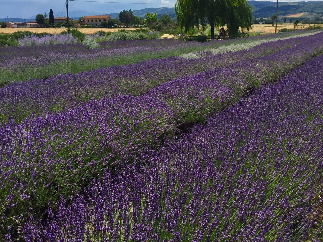 Il Lavandeto Di Assisi Negozio Assisis景点图片