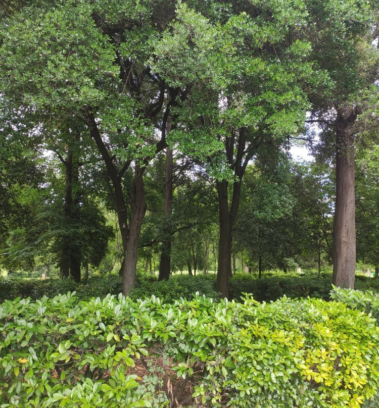 Parco Villa Solaria-塞斯托－菲奥伦蒂诺必去景点