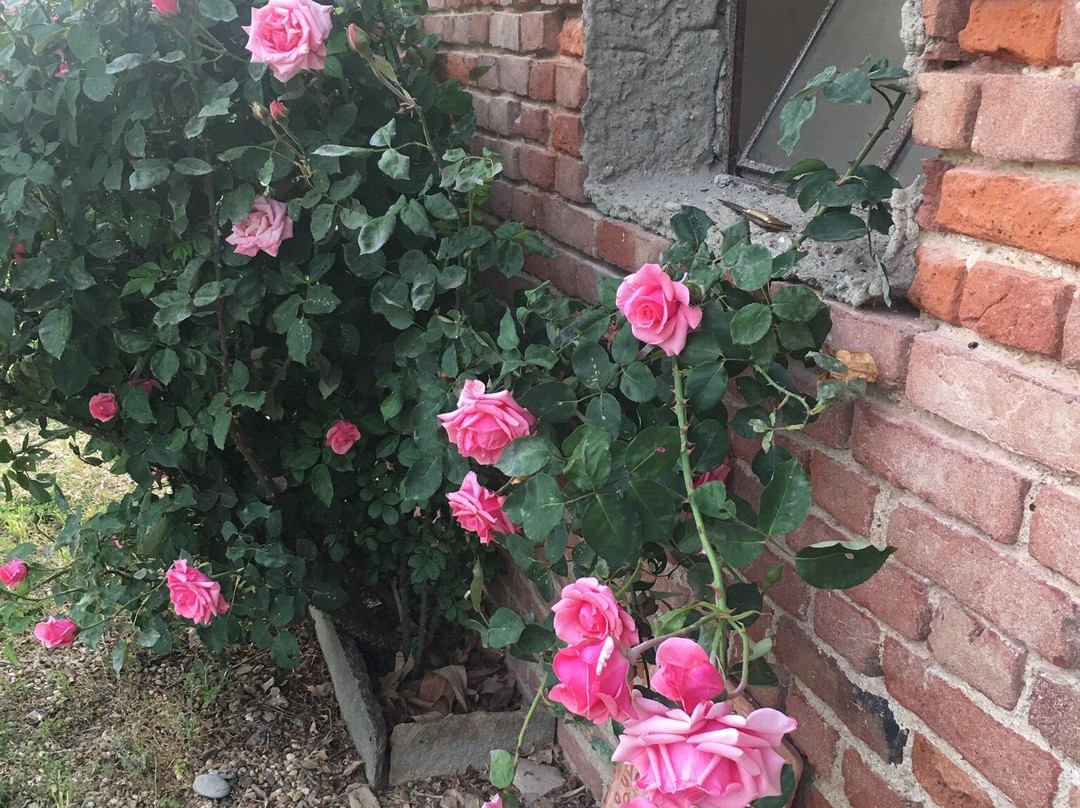 B&B Il mio gelso主图