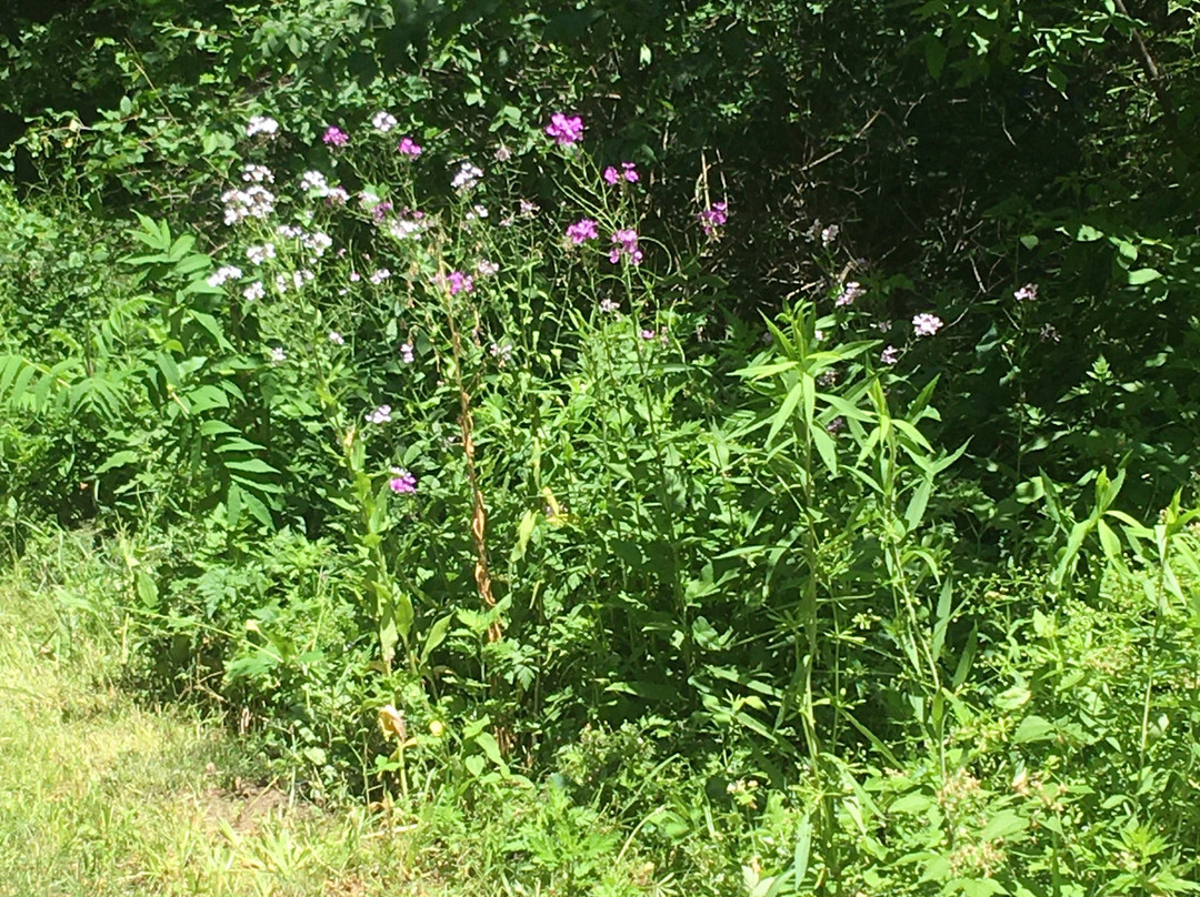 Huron Valley Rail Trail-South Lyon必去景点
