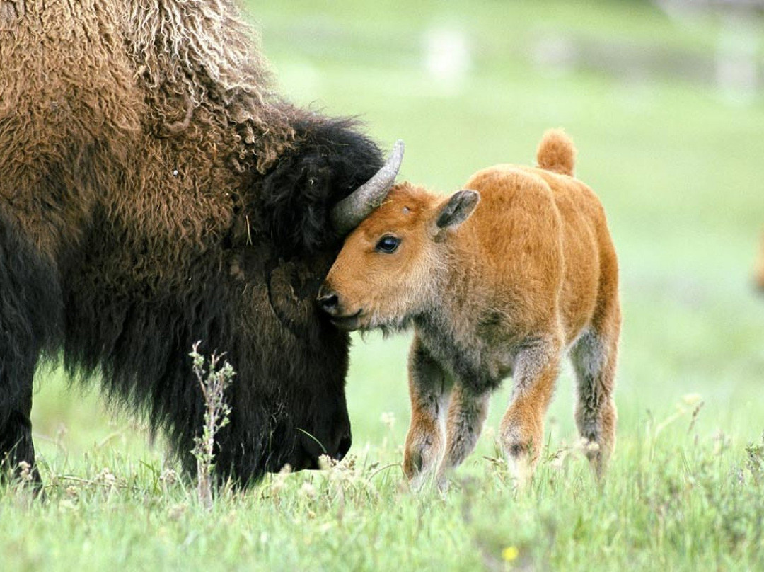 Euro Buffalo景点图片