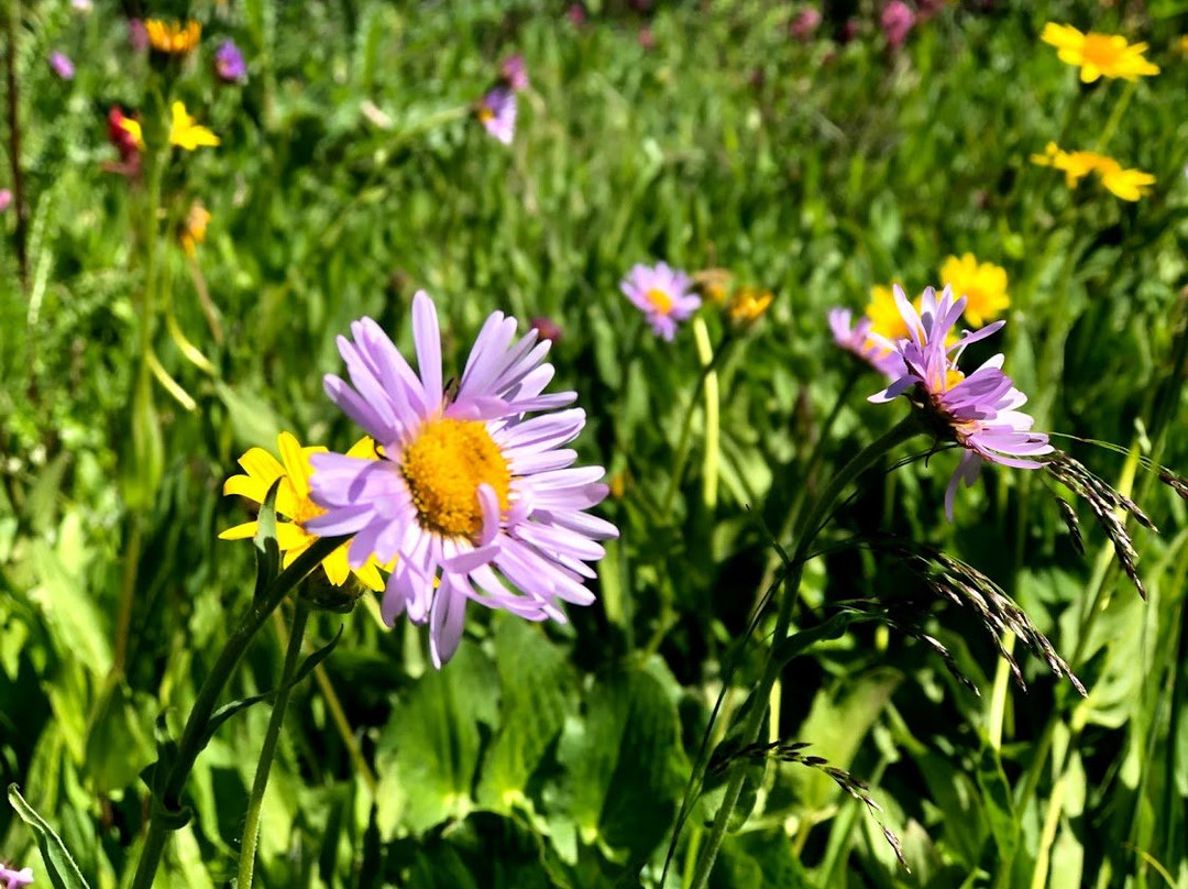 Shrine Pass Road-韦尔必去景点