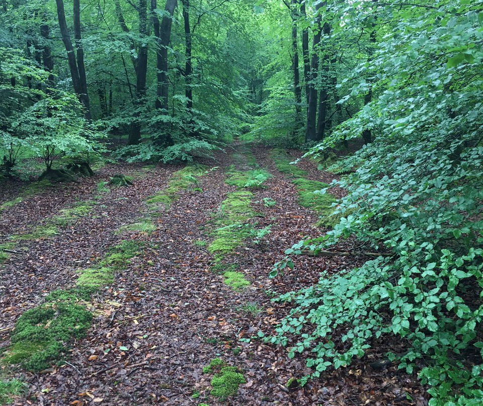 Beacon Hill Woods-Shepton Mallet必去景点