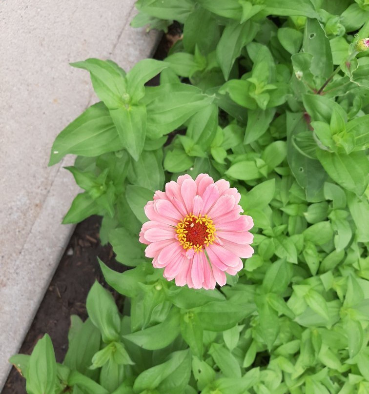 Rosberg House B&B主图