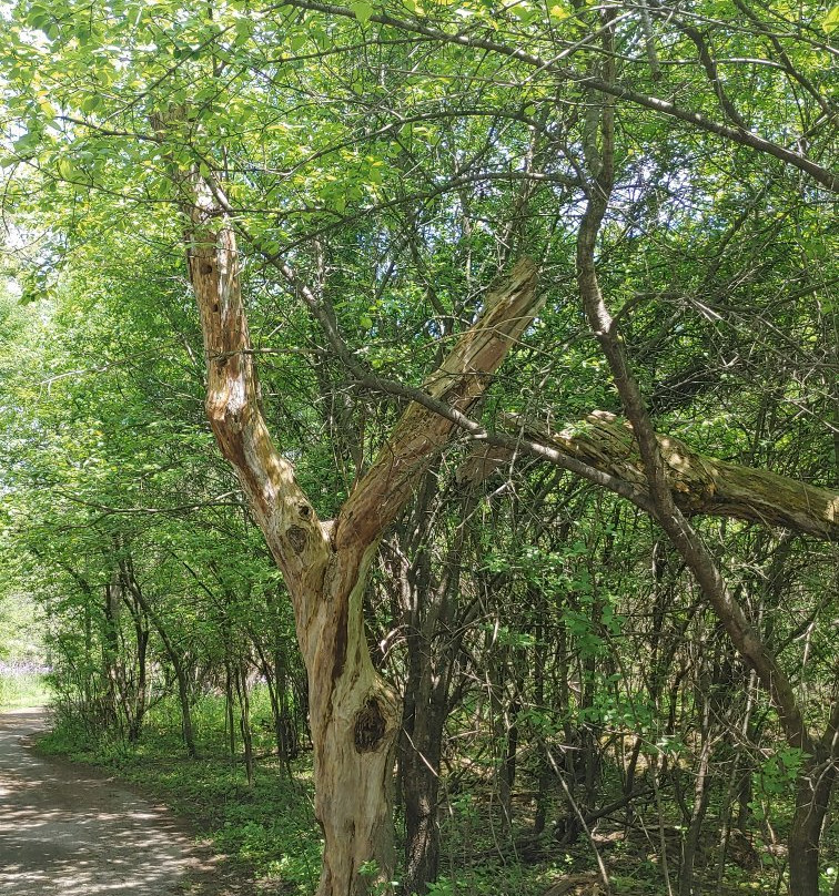 Huff Park景点图片