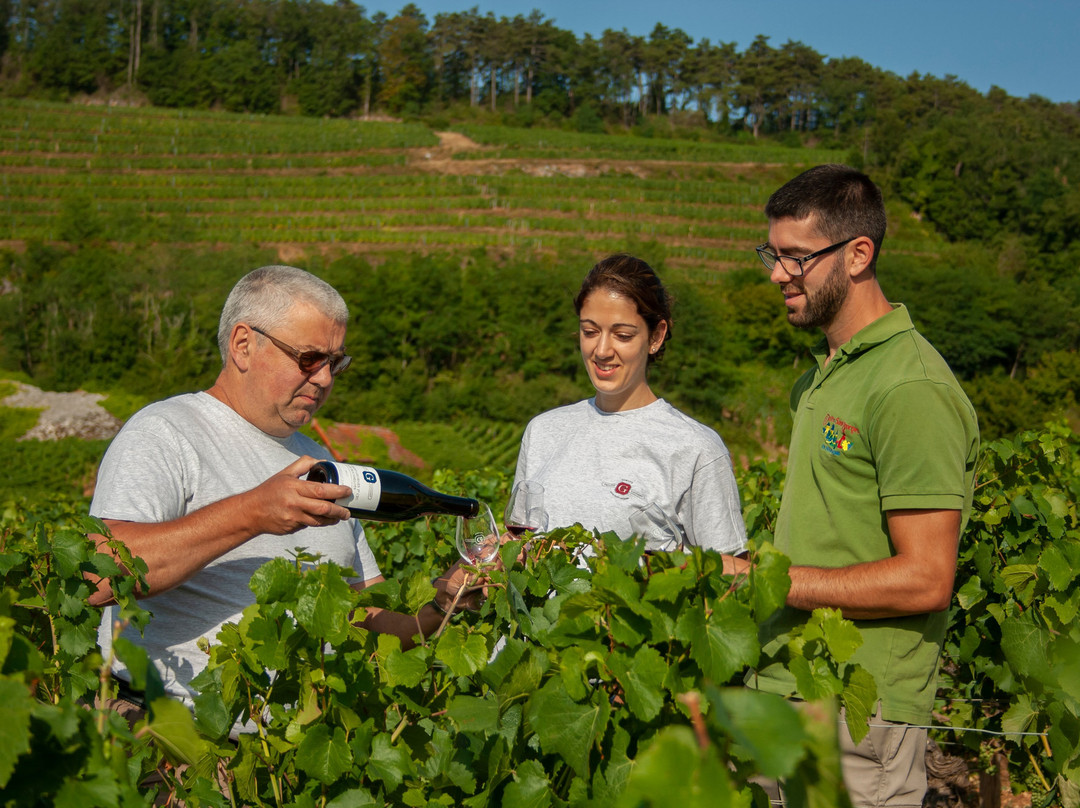 Domaine Philippe Gavignet景点图片