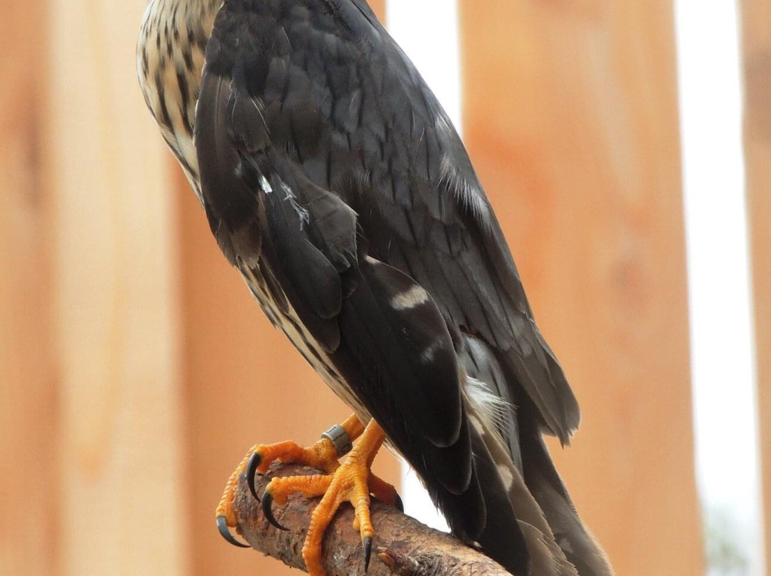 Centre D'interprétation Des Oiseaux De Proie De Godbout-Godbout必去景点