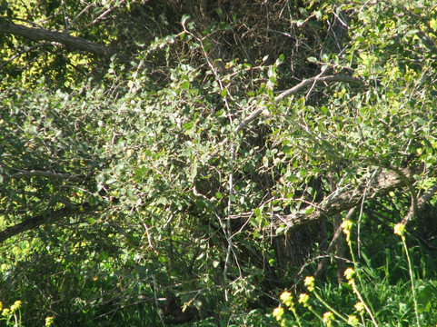 Gamla Farm-Ma'ale Gamla必去景点