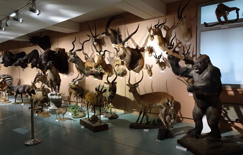 Muséum d'Histoire Naturelle de Tours景点图片