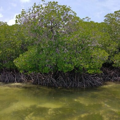 Mida Creek-瓦塔木必去景点