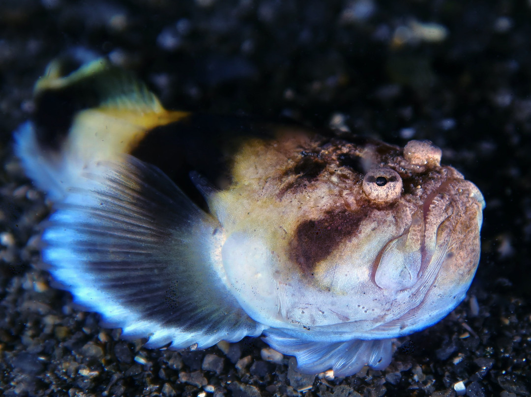 Eaglehawk Dive Centre-伊格尔霍克内克必去景点