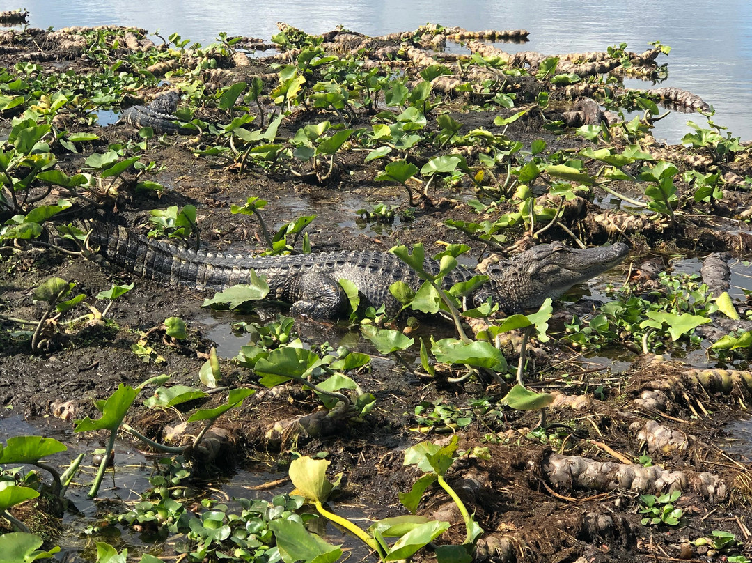 Grape Hammock-莱克威尔士必去景点