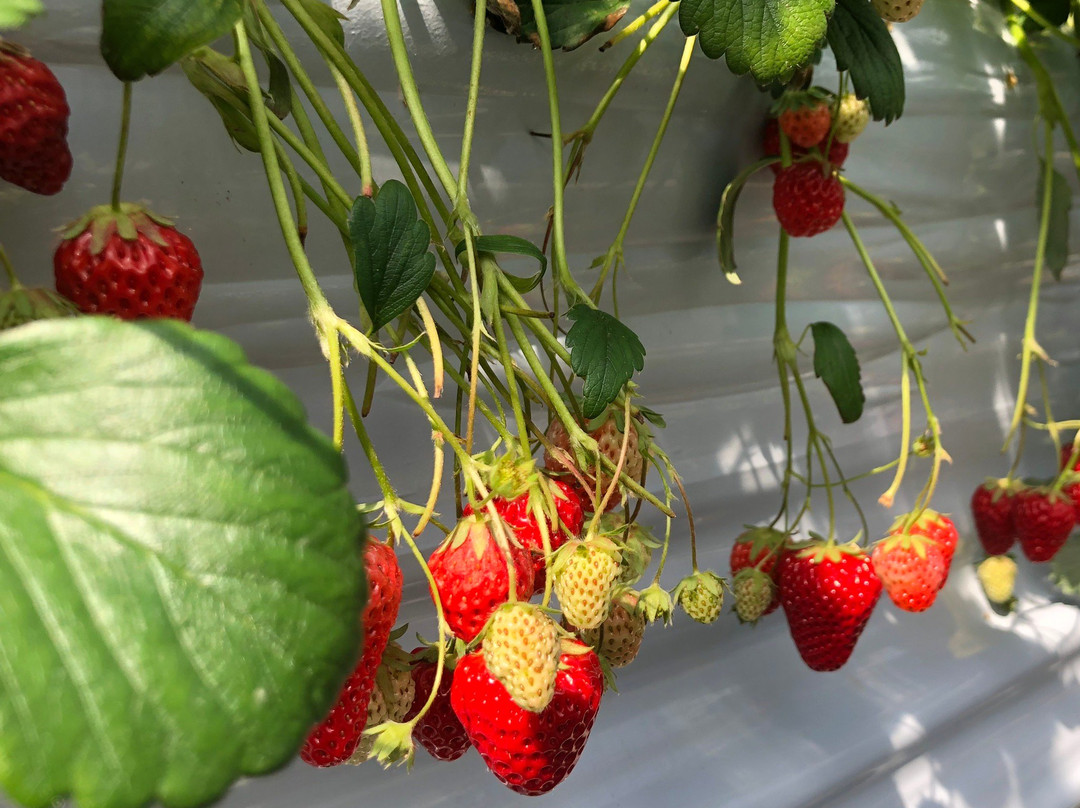 Harada Strawberry Farm-三田市必去景点