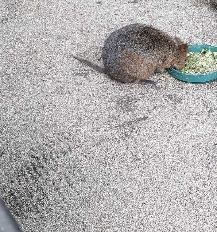 Kuranda Koala Gardens-库兰达必去景点
