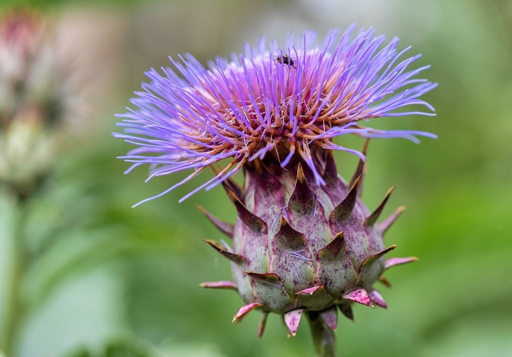 Royal Mail Hotel主图