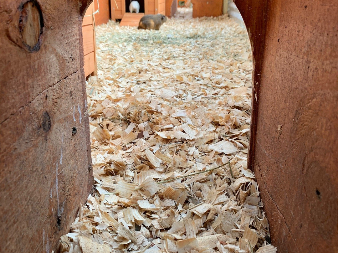 Springtime Farms Adventure Park Fort Myers-North Fort Myers必去景点