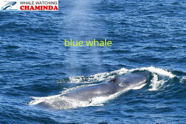 Whale Watching Chaminda-美蕊沙必去景点
