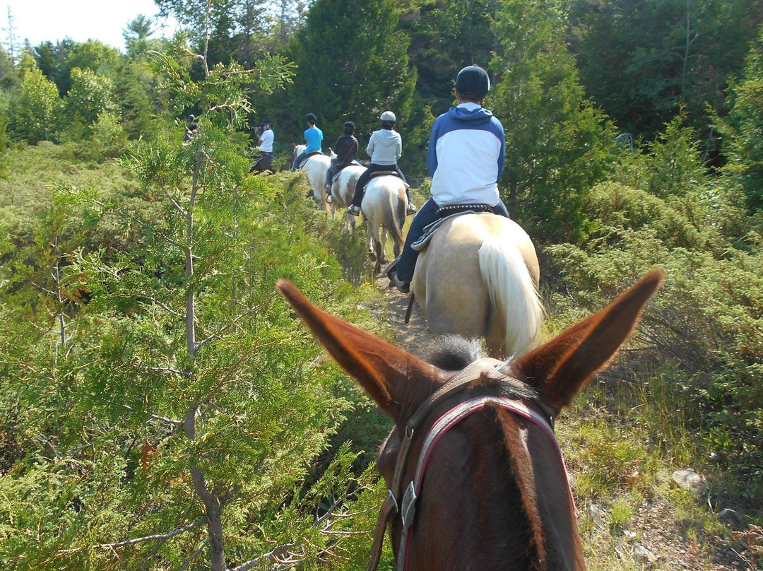 Kicking Mule Riding Stables & Cookhouse景点图片