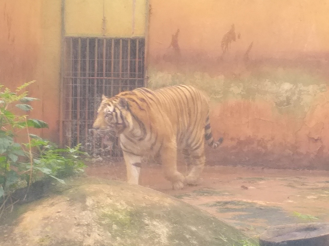 Parque Zoológico De Goiânia-戈亚尼亚必去景点