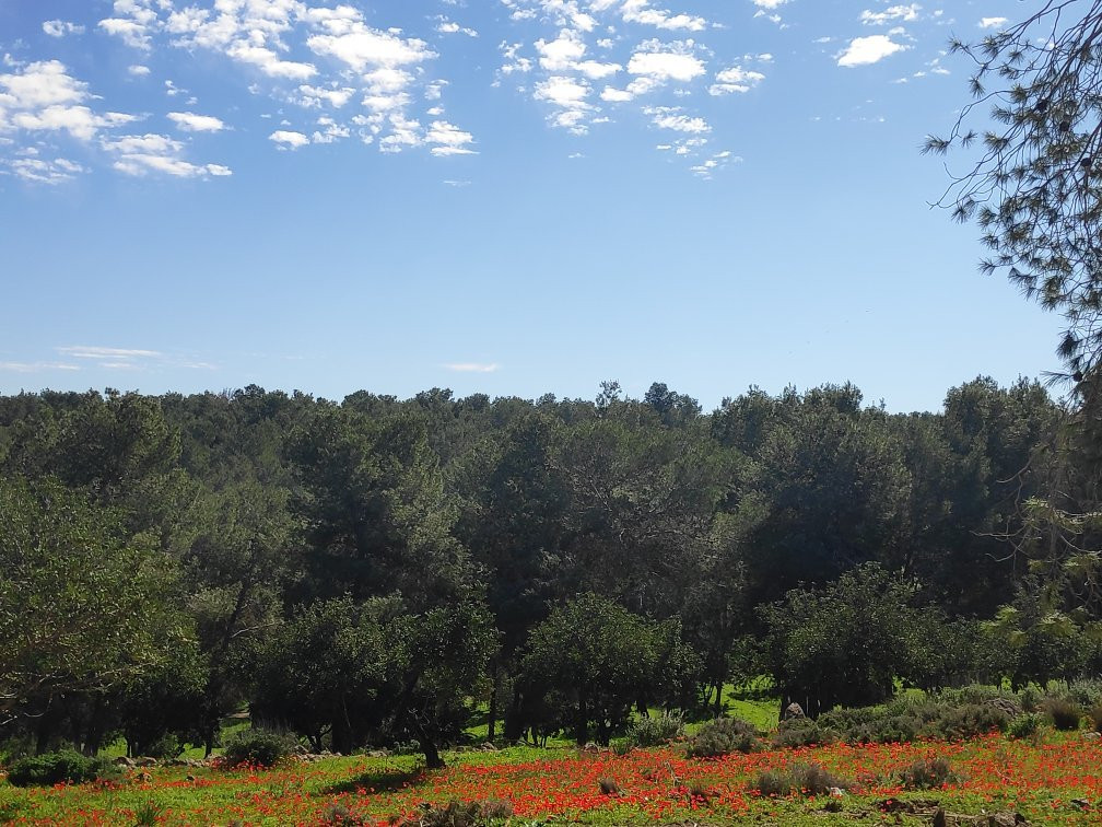 HaMal'akhim Shkharya Forest景点图片