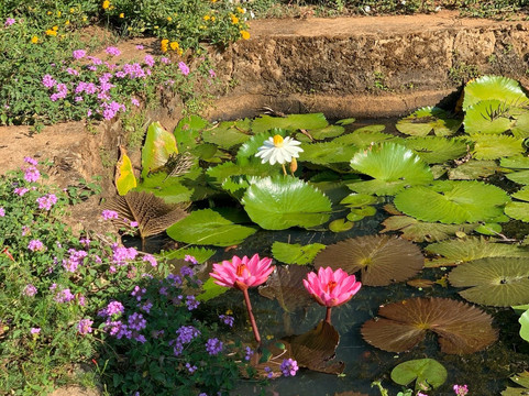 Comfort Homestay - Victory Home主图