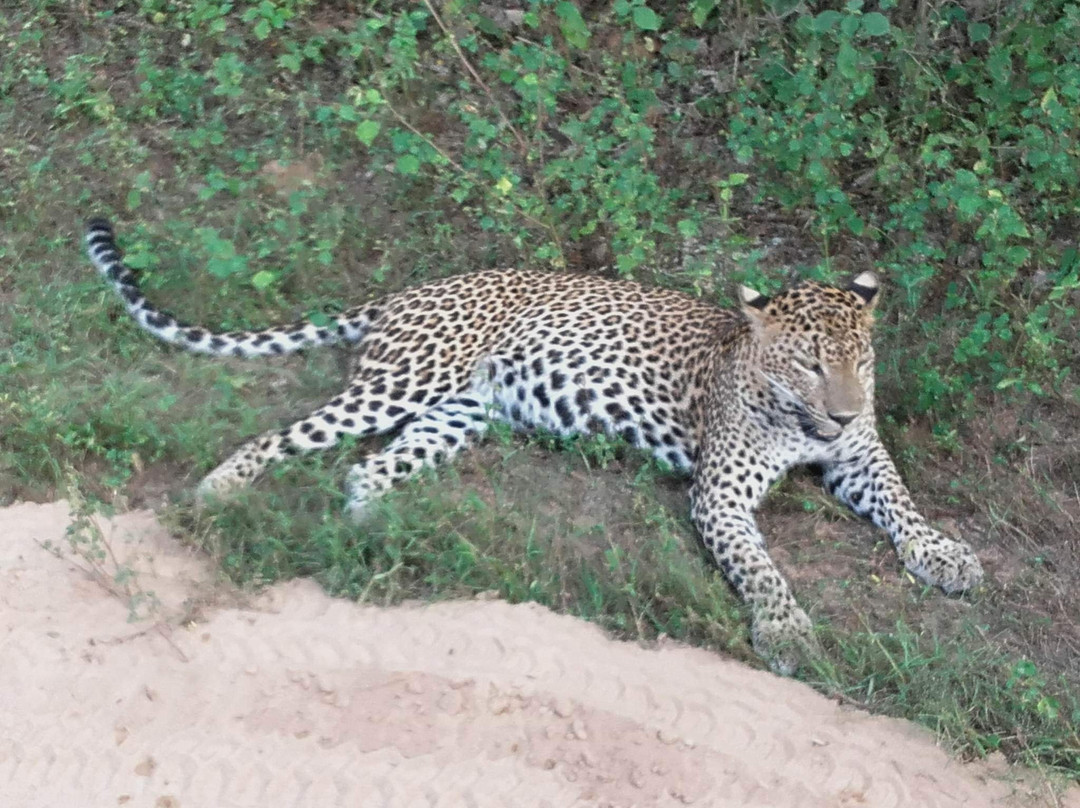 Yala Safari Holidays - Private Game Drives-雅拉国家公园必去景点