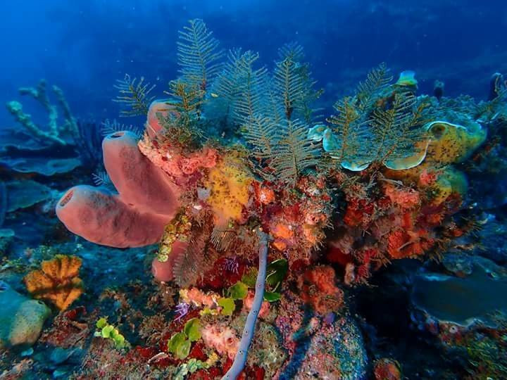 Panama Dive Adventure景点图片