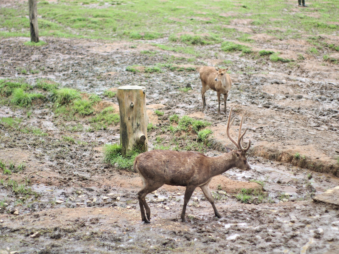 Kampung Cai Ranca Upas-万隆必去景点