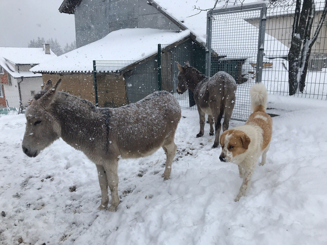Happy Donkeys-Madzhare必去景点